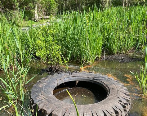 Investigating the Effects of Tire Waste on Wetland Ecosystems